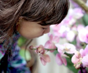 Macy's Flower Show and 6 More NYC Spots to See Spring's Blooms NYBG Orchid Show. Photo by Jody Mercier