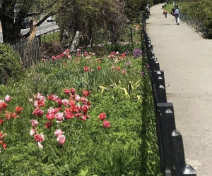 Things to do in Bay Ridge, Brooklyn with kids: Narrows Botanical Garden