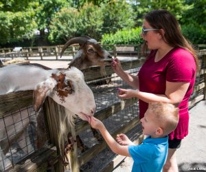 best things to do in Queens with kids the Queens Zoo