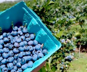 Blueberry picking at shady Brook farm