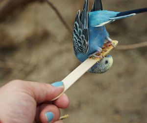 Bronx Zoo's New Budgie Landing: Budgie eating upside down from a stick
