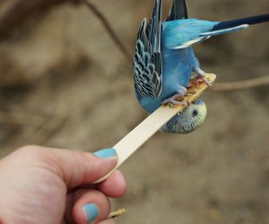 Visiting the Bronx Zoo like a local:: Budgie Landing,