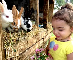 These farm stays near NYC let city kids get close to farm animals like bunnies, cows, chickens, sheep, and more. Photo courtesy of Hull-O Farms