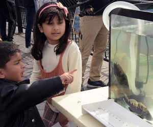 Help Hudson River Park’s River Project team return the Wetlab’s fish residents to the Hudson River as the flow-through aquarium closes for the season. Photo by Mommy Poppins