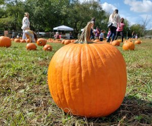 October is pumpkin month at the Queens County Farm Museum. Photo courtesy of the museum