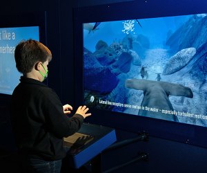 If you want to see special exhibits like Sharks at AMNH, a family membership is worth the investment. Photo by D. Finnin/courtesy AMNH