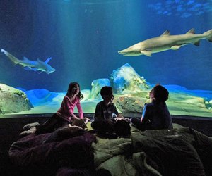 11 Best Aquariums, Zoos And Fish Shops In NYC - Secret NYC
