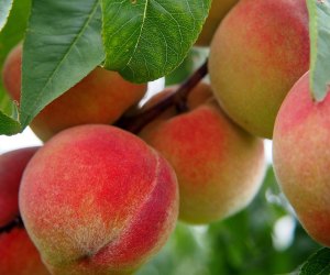 Peach Picking near NYC: Plump peaches
