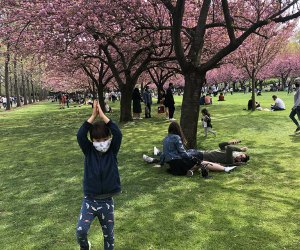 Cheap things to do in NYC: Brooklyn Botanic Garden