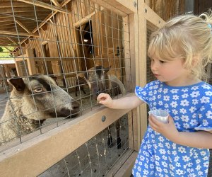 Prospect Park Zoo Reopens: feeding the sheep