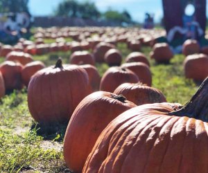 Pumpkins patches near NYC: Outhouse Orchards