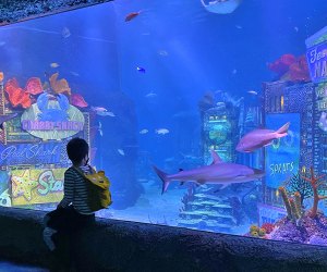  Visiting American Dream Mall in New Jersey: Sea Life Aquarium