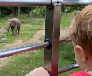 Riding the Wild Asia Monorail at the Bronx Zoo for a family-friendly spring activity in NYC