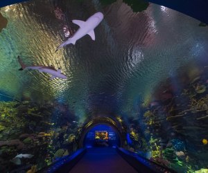 coral tunnel at Sharks! at New York Aquarium.
