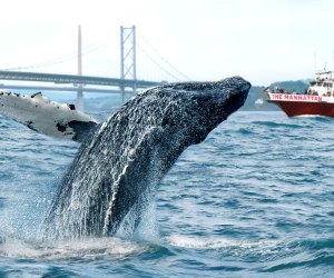 Things to do on a NYC staycation: Whale Watching