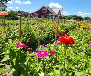 Rows of flowers at Terhune Orchards