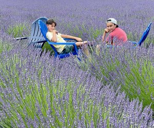 The NYC Lavender Festival invites families to participate in maker workshops and harvesting opportunities at Earth Matter’s Lavender Field on Governors Island. Photo by Jaime Sumersille.