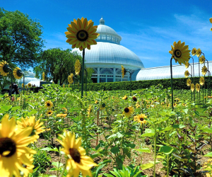 The New York Botanical Garden's floral show Van Gogh's Flowers is inspired by the genius of the iconic artist Vincent van Gogh. Photo by Jody Mercier