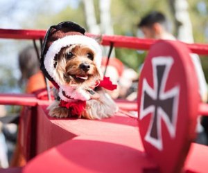 The Great Pupkin Costume Contest returns to Fort Greene Park. Photo courtesy of the event