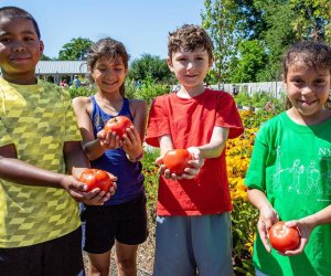 Celebrate all things tomato at the NYBG's Edible Academy this weekend. Photo courtesy of NYBG