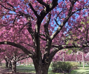 Cherry Blossom Installation In NYC — Zuma Restaurant Cherry Blossoms