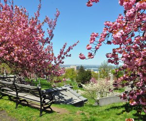 Cherry Blossom Installation In NYC — Zuma Restaurant Cherry Blossoms