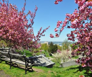 The Green-Wood Cemetery has gorgeous cherry blossoms and amazing views. Photo by Amy Nieporent