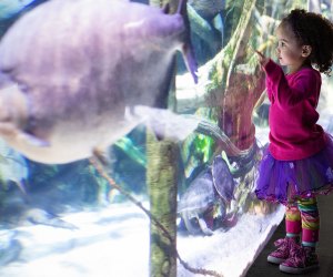 Inexpensive Winter Weekend Getaways from NYC: National Aquarium.