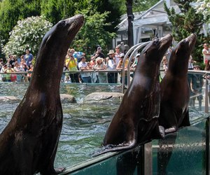 It's always exciting to see the sea lion feeding at Central Park Zoo! Photo by Julie Larsen Maher/WCS