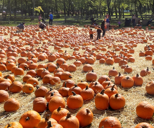 October is pumpkin month at the Queens County Farm Museum. Enjoy wandering through the patch to find your perfect pumpkin. Photo courtesy of the farm