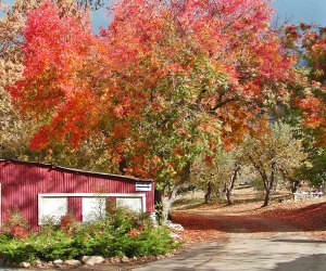 Head over to the Snow-line Orchard in Oak Glen to pick apples and see fall foliage. Photo by Don Graham/Flickr