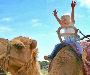 Things To Do With LA Kids Over Spring Break: Or you could ride a camel!