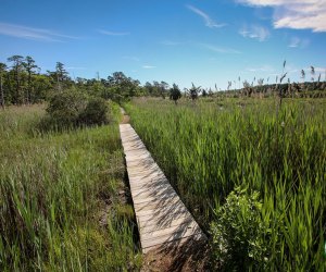 Learn about the great outdoors from a naturalist on Cattus Island nature walks. Photo courtesy of Ocean County Parks