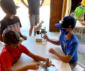 Small groups work together to study sea creatures at Ocean Institute camps.