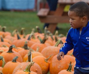Enjoy fall with pumpkin picking, fall activities and, for the adults, locally brewed beer. Photo courtesy of the Garden of Eve