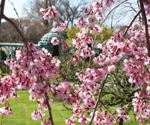 Cherry blossoms usher in the spring season at Old Westbury Gardens. Photo courtesy of the garden