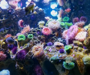 Photo of sea anemones in tank at the New England Aquarium.