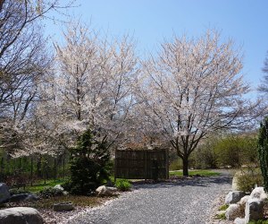 The Orange County Arboretum offers tons of blooming beauties including cherry blossoms and tulips