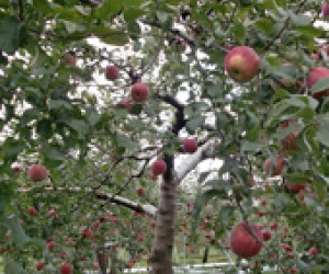Day Trippin': Visit a Long Island Farm