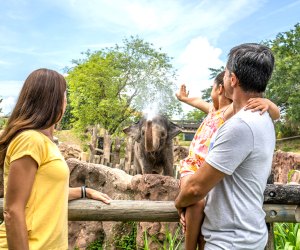 Meet animals from around the world at Busch Gardens Tampa Bay. Photo courtesy of Busch Gardens