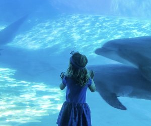 Preschoolers have a great time visiting all the sea animals at SeaWorld Orlando.