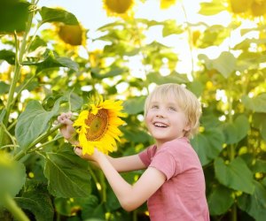 Visit Atwood Farms for the gorgeous Spring Sunflower Festival. Photo courtesy of the farm