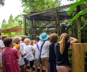 If your little ones are animal lovers or love learning about nature, the Central Florida Zoo offers a number of hands-on adventures at Central Florida Zoo Camp. Photo courtesy of the camp