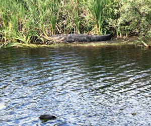 Lake Apopka Wildlife Drive Orlando Drive Through Safaris