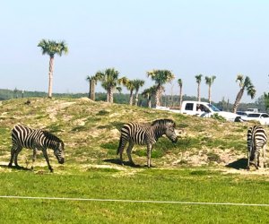 Wild Florida Drive-Thru Safari Park