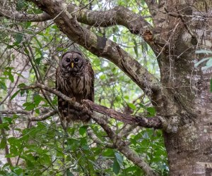 Lake Apopka Wildlife Drive, see and owl: Free summer events in orlando