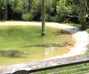a pond with alligators