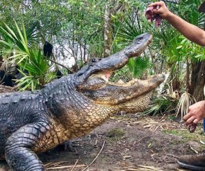 Visit Gatorland and get up close and personal with Orlando's toothiest residents. Photo courtesy of Gatorland