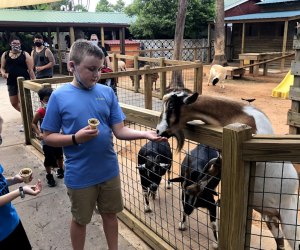 kids feeding goats