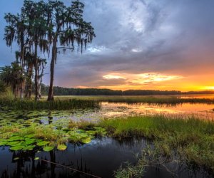 Lake Louisa State Park is known for its beautiful views. 